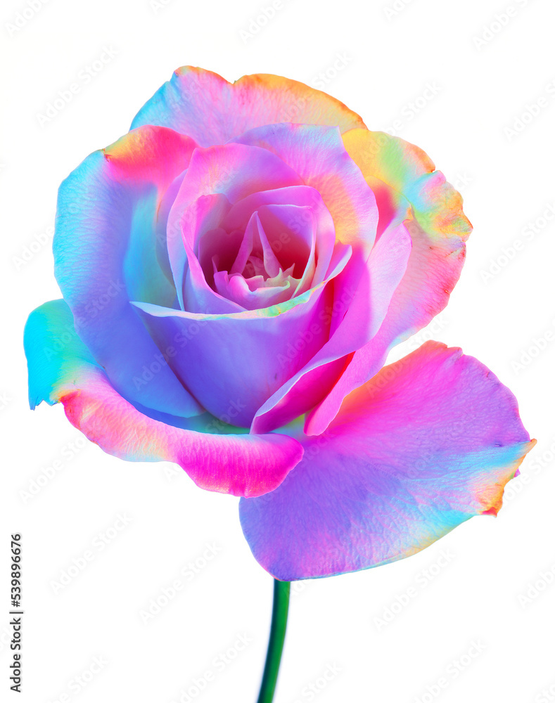Photo Stock カラフルな虹色のバラの花・母の日・バレンタインデー