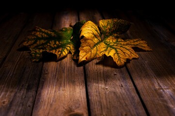 Closeup of two beautiful autumn leaves with green cores and yellow edges on a wooden plank surface