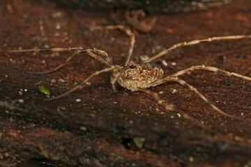 Sticker - Closeup of a huge, terrifying daddy longlegs spider with big black eyes on the ground in a forest