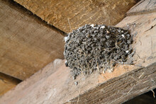 The Nest Of A Swallow Bird Under The Roof Of A Barn.