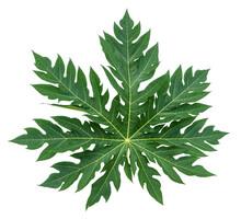 Fresh Papaya Leaf Isolated On White Background, Green Papaya Leaf Isolated On White PNG File.