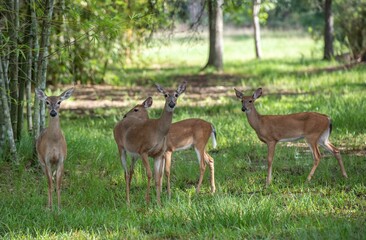 Sticker - Herd of key deer (Odocoileus virginianus clavium) standing in a meadow