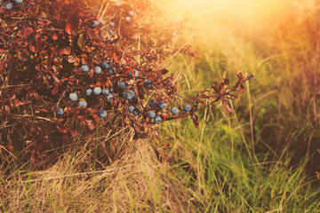 Sloe berries on the bush.Autumn season.