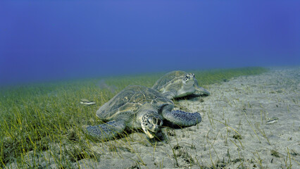 Underwater photo of two large sea turtles eating on the sea grass at the bottom of the sea