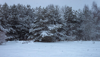 Wall Mural - background of snow pines in snowing day