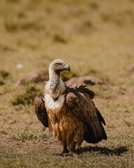 Adult vulture on the ground in the Safari Bird wildlife in Africa