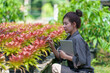 © ND STOCK - Beautiful Asian woman farmer working in her garden Young female gardener checking quality Bromeliaceae (Bromeliad) working on the farm in pots the greenhouse production concept.