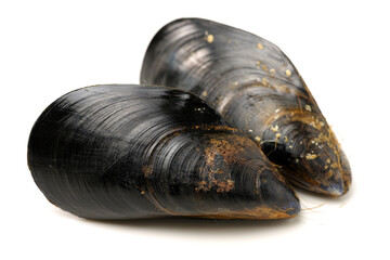 Wall Mural - Fresh mussel on white background