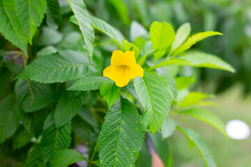 beautiful yellow flowers green leaves