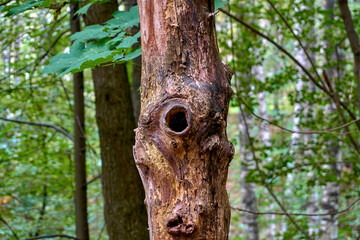 An ugly tree with holes in the forest. Growths on the trunk of the tree, strange shapes and curvatures. Selective selective focus