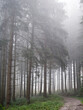 Nebel im Wald Nebelwald