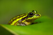 The green and golden bell frog (Ranoidea aurea), also named the green bell frog, green and golden swamp frog, is a ground-dwelling tree amphibian native to eastern Australia.
