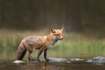 Wall Mural - hunting red fox patiently and focused waiting and standing on stones crossing the lake. amazing wild