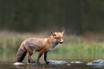 Wall Mural - hunting red fox patiently and focused waiting and standing on stones crossing the lake. amazing wild