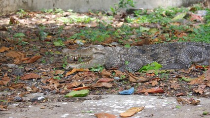 Wall Mural - Closeup of an alligator in a zoo