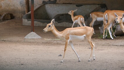 Wall Mural - Closeup of a group of Blackbucks in a zoo