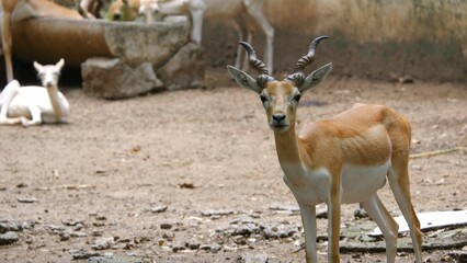 Wall Mural - Closeup of a Blackbuck in a zoo