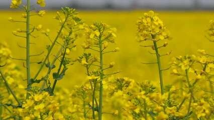 Fotomurales - Blooming yellow canola (Brassica Napus) flower in field, close up