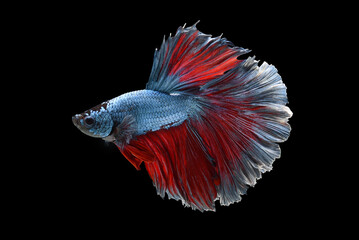 Wall Mural - Blue color at swaying on black background ,Siamese fighting fish(Rosetail)(half moon),fighting fish,Betta splendens, clipping path
