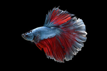 Sticker - Blue color at swaying on black background ,Siamese fighting fish(Rosetail)(half moon),fighting fish,Betta splendens, clipping path