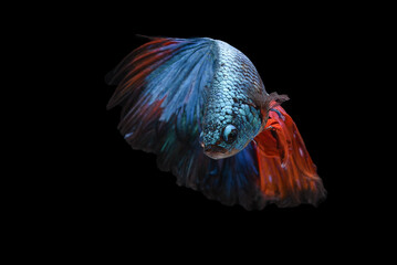 Sticker - Blue color at swaying on black background ,Siamese fighting fish(Rosetail)(half moon),fighting fish,Betta splendens, clipping path