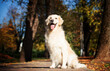 © Happy monkey - golden retriever dog in autumn