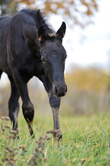 Wall Mural - portrait of  black walking  colt at  cloudy  fall evening on field. farming life