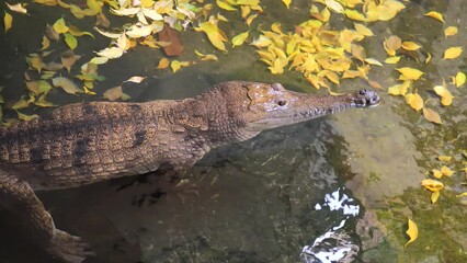 Poster - Closeup of crocodile swimming in water