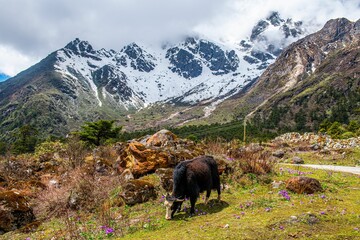 Sticker - Domestic yak grazing in the beautiful green Yumesamdong valley with snowy mountains in background