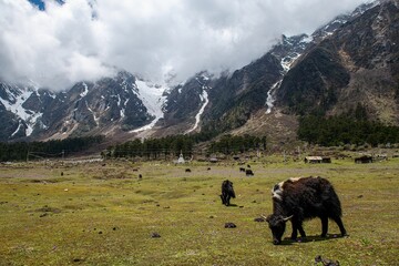 Sticker - Domestic yak grazing in the beautiful mountains in the Yumesamdong valley