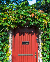 Mysterious Red Door With A Mailbox Among Climbing Green Bushes On A Sunny Autumn Day. A Hedge Around A Burgundy Wooden Door In A Stone Fence. Entrance To The Autumn Courtyard. Vertical Orientation