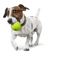 Canvas Print - Jack Russell Terrier with a Tennis Ball in Mouth