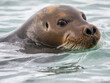 © robertharding - An adult bearded seal (Erignathus barbatus) swimming the edge of the ice in St. Jonsfjorden, Svalbard