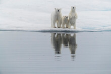 Polar Bear (Ursus Maritimus), Mother And Two Cubs On An Ice Floe In The Fog In Davis Strait, Nunavut, Canada