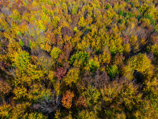 Wall Mural - Autumn Aerial View. Top Down View of Autumn Forest with Green and Yellow Trees. 