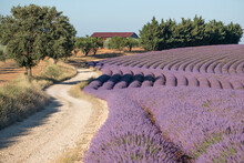 Countryside Twisting Dirt Road And Lavender Lines, Plateau De Valensole, Provence, France