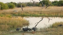 A Group Of Guinea Fowl Gathering At The Water's Edge To Drink, Khwai Botswana.