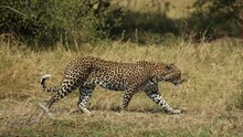 Lithe Leopard Walking Through Green And Gold Grass In Khwai, Botswana.