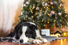 Funny Portrait Of Cute Puppy Dog Border Collie With Gift Box And Defocused Garland Lights Lying Down Near Christmas Tree At Home Indoors. Preparation For Holiday. Happy Merry Christmas Time Concept.