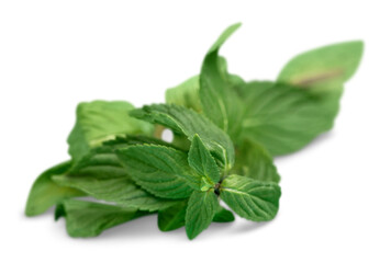 Wall Mural - Fresh mint leaves isolated on white background.