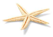 Beige Starfish Isolated On White Background