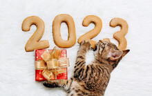 A Kitten Tries The Strength Of The Figures Of The New Year 2023 With A Gift Box In His Paws