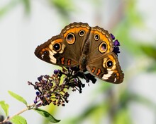 Closeup Of A Common Buckeye Butterfly, Junonia Coenia On Dried Flowers In Dover, UK