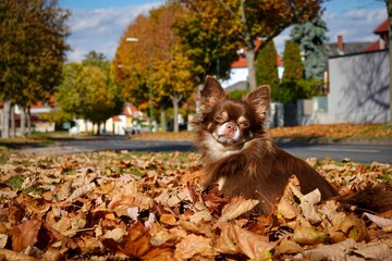 Long-haired Chihuahua, Canis lupus familiaris in autumn leaves