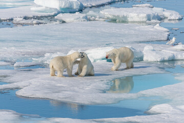 Wall Mural - wild polar bear (ursus maritimus) mother and two young cubs on the pack ice, north of svalbard arcti