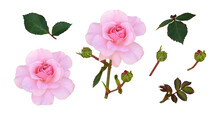Set Of Pink Rose Flower And Green Leaves Isolated
