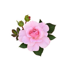 Wall Mural - pink rose flower and green leaves in a floral arrangement isolated