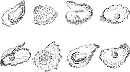 Set sketch oyster with pearl and shell.Hand drawing illustration.vector	illustration