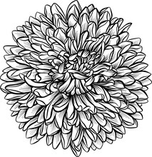 Aster Or Chrysanthemum Sketch. A Lush Flower. Element. The Drawing Is Realistic In Black And White Style. Vector.