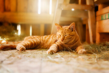 Orange cat standing inside farm on bright sunny spring day